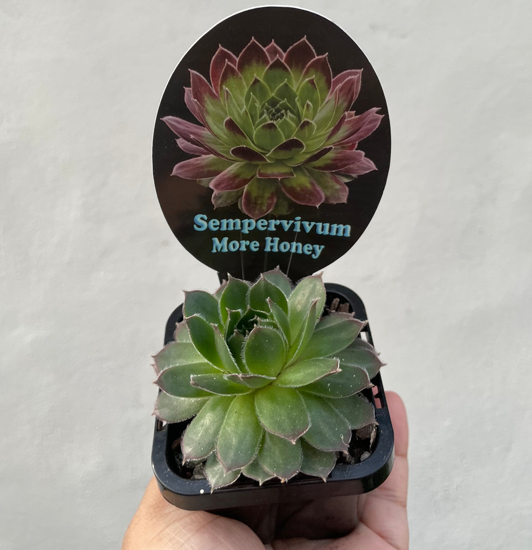 Sempervivum more honey in 7cm pot