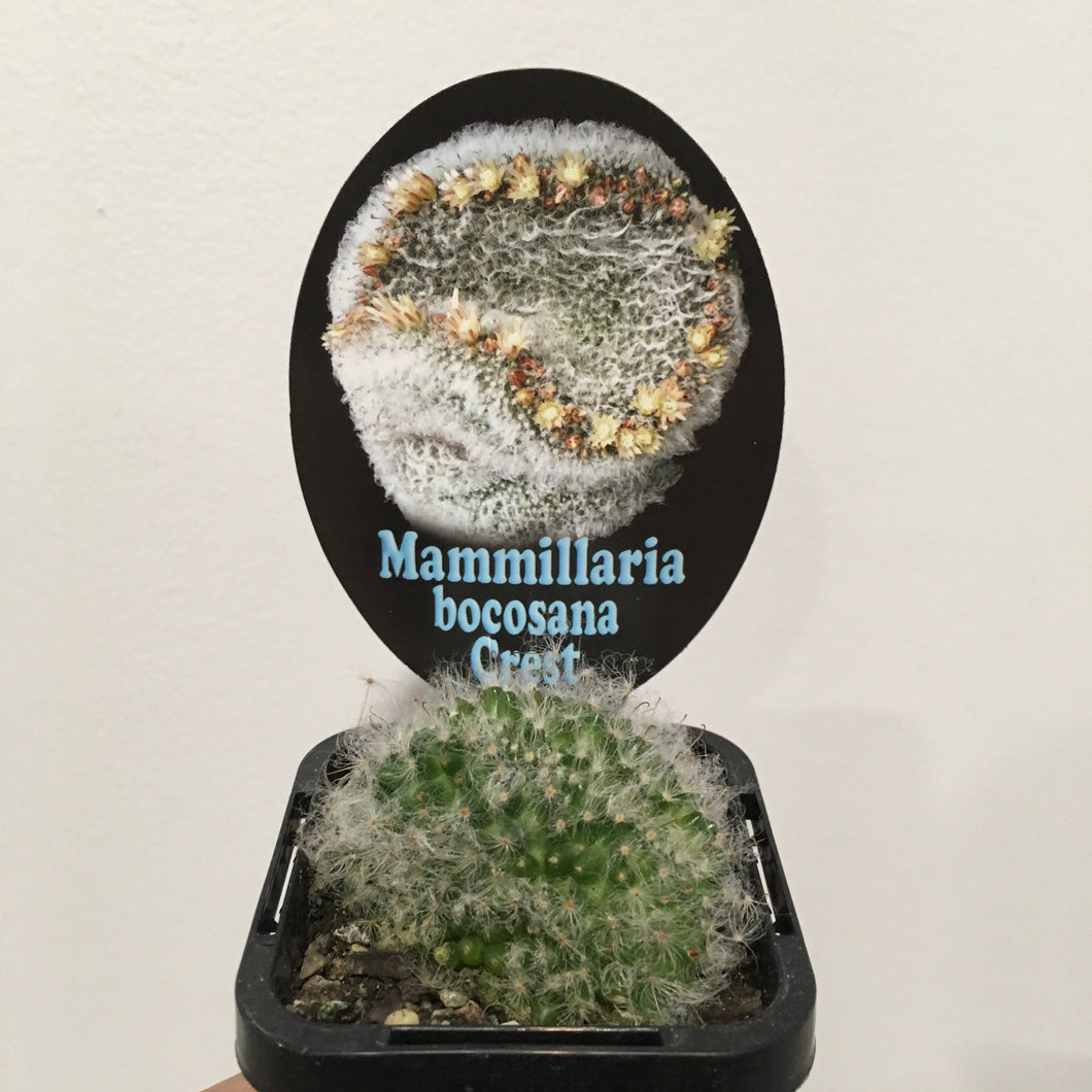 Mammillaria bocosana crest in 7cm pot