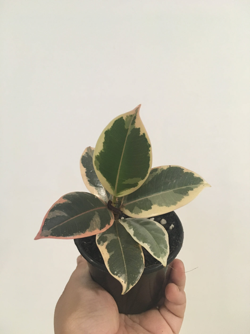 Ficus Ruby in 8cm pot