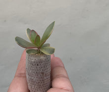 Load image into Gallery viewer, Crassula Platyphylla Variegata - plug
