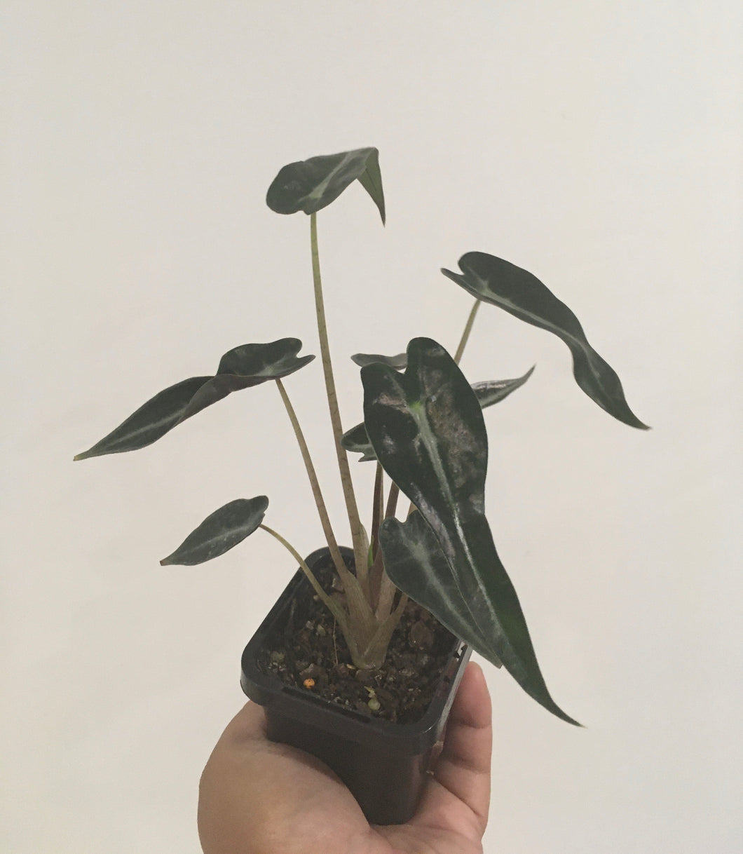 Alocasia bambino in 7cm pot