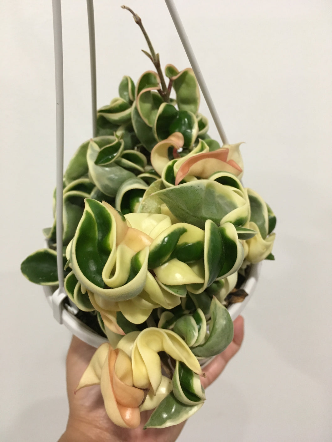 Hoya Indian Rope - Outside variegation in 13cm pot