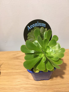 Aeonium Green Rose in 10cm