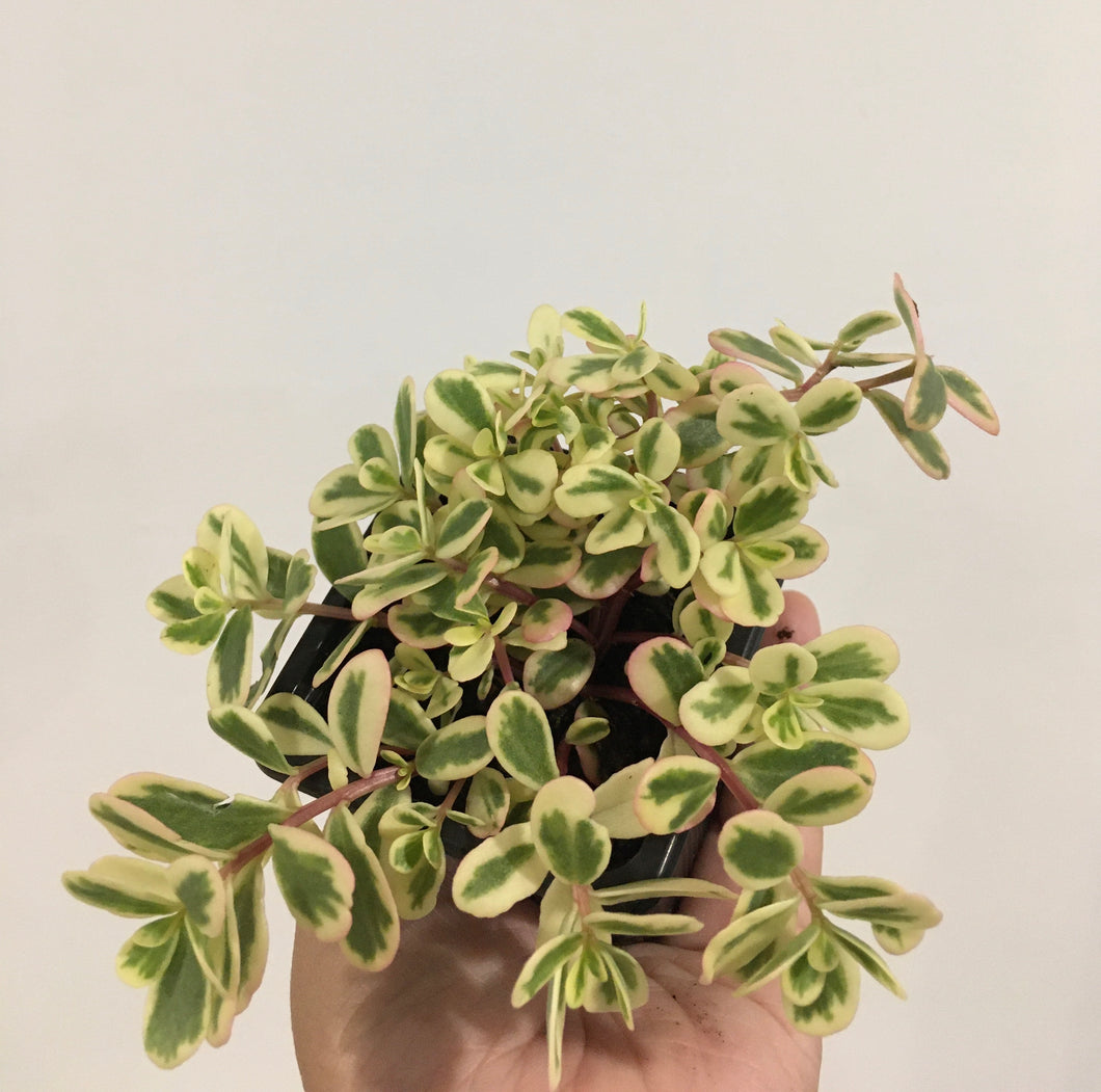 Portulaca tricolour in 7.5cm pot