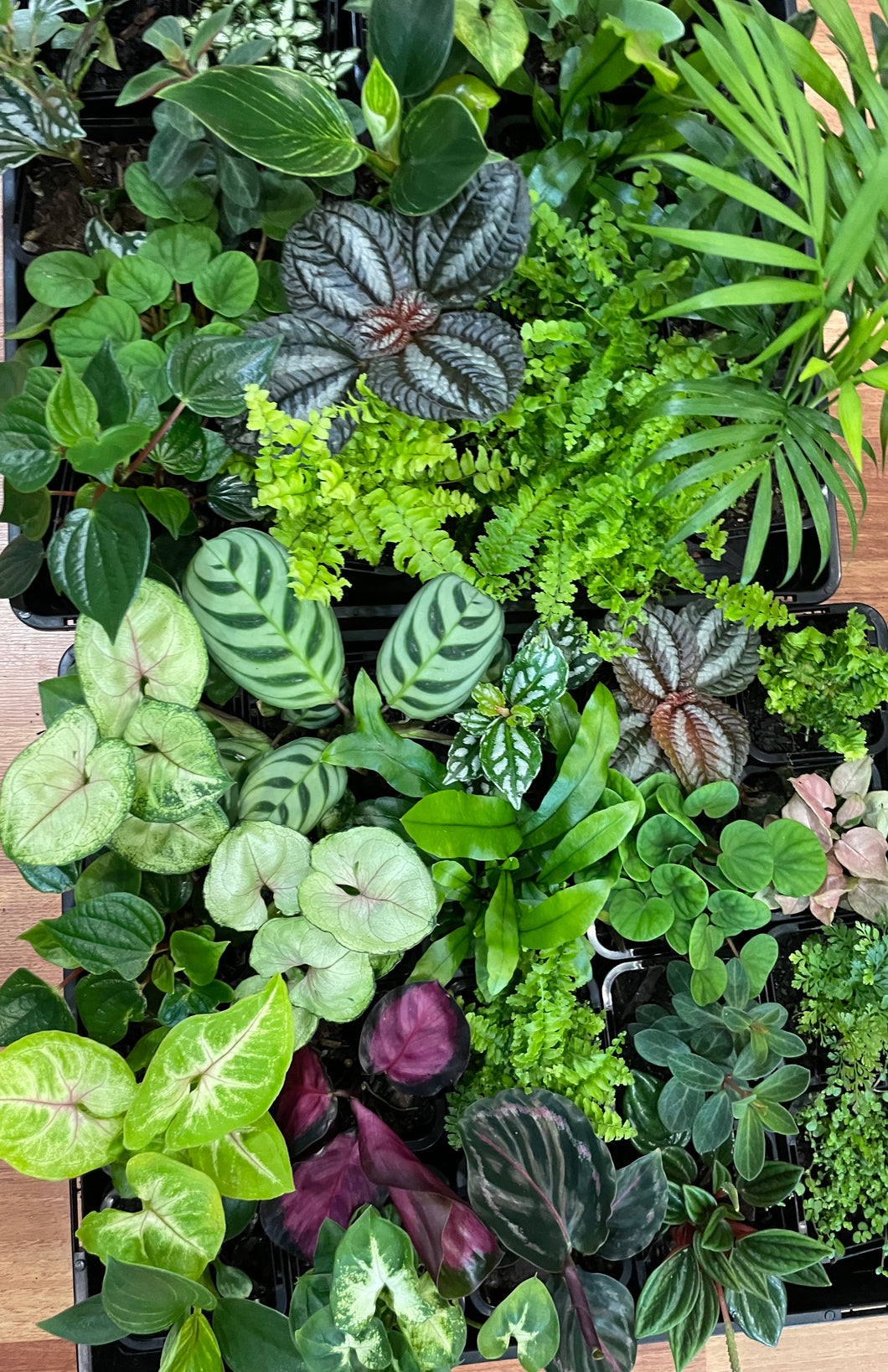 Random bottle babies