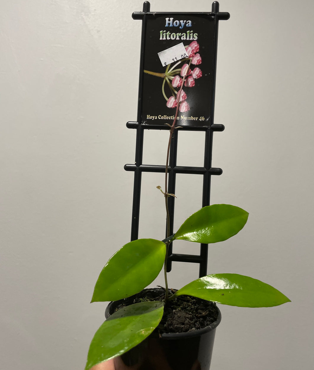 Hoya litoralis in 8cm pot