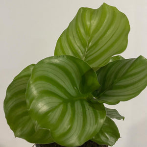 Calathea Orbifolia in 13cm