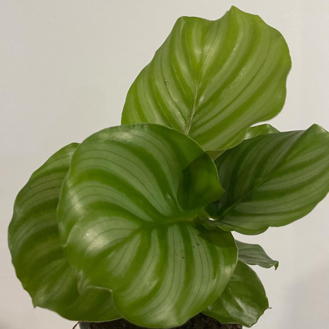 Calathea Orbifolia in 13cm