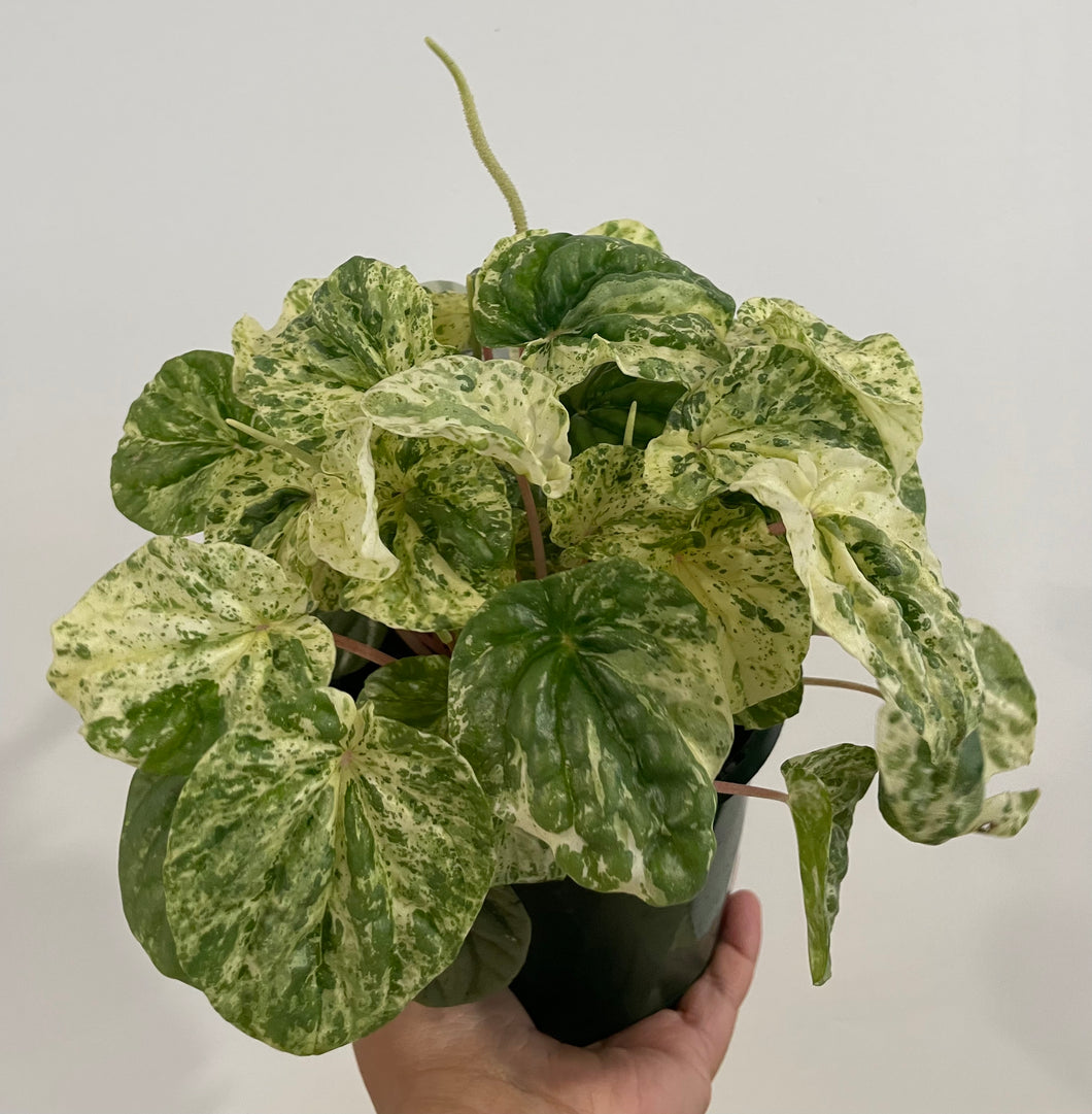 Peperomia pink lady in 13cm pot