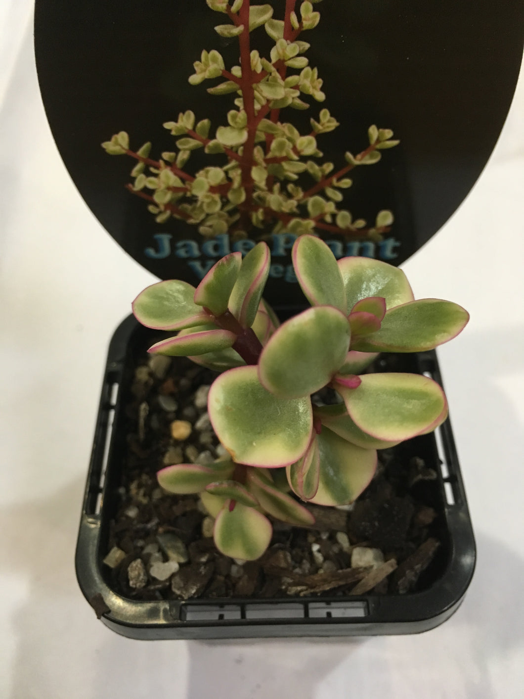 Portulacaria afra f. variegata