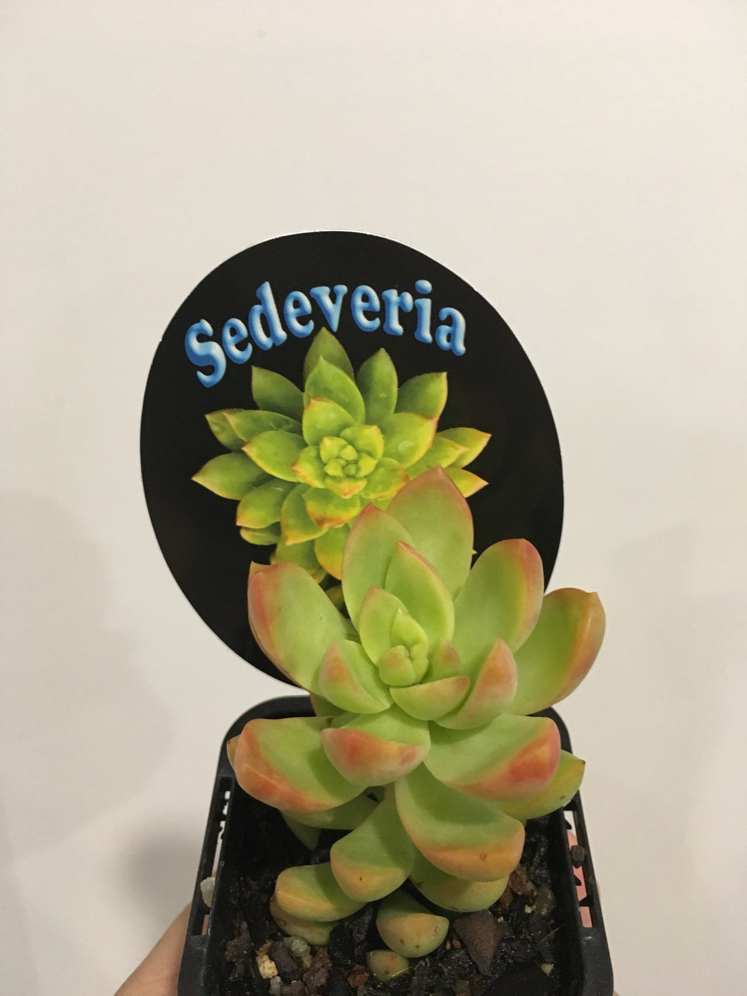 Sedeveria Golden Goddess in 7cm pot
