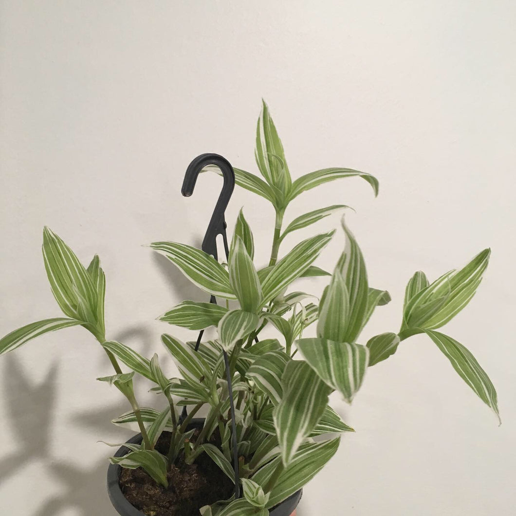 Tradescantia fluminensis quicksilver in 13cm pot