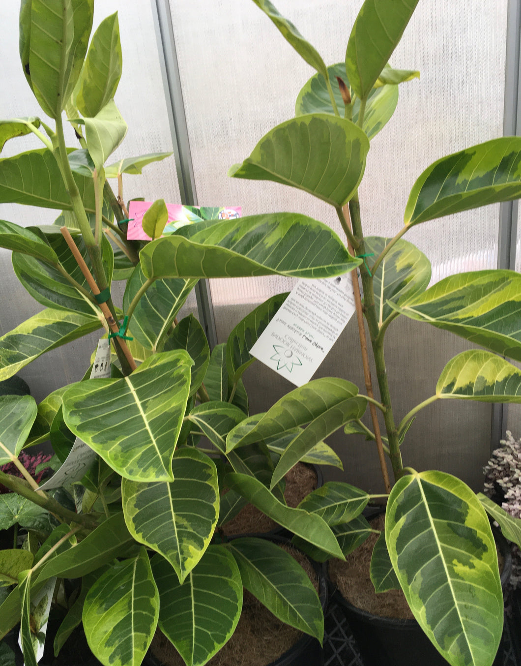 Ficus Lime Splice in 25cm pot