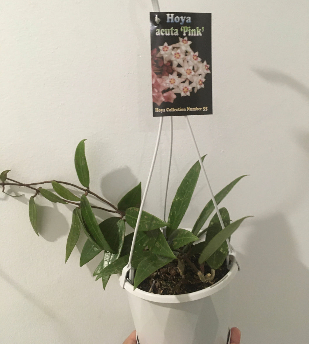 Hoya acuta pink in 13cm pot