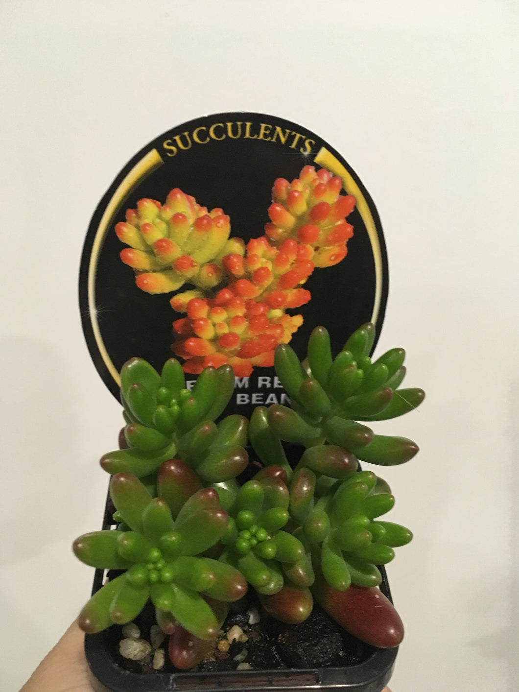 Sedum Red Jelly Beans in 7cm pot