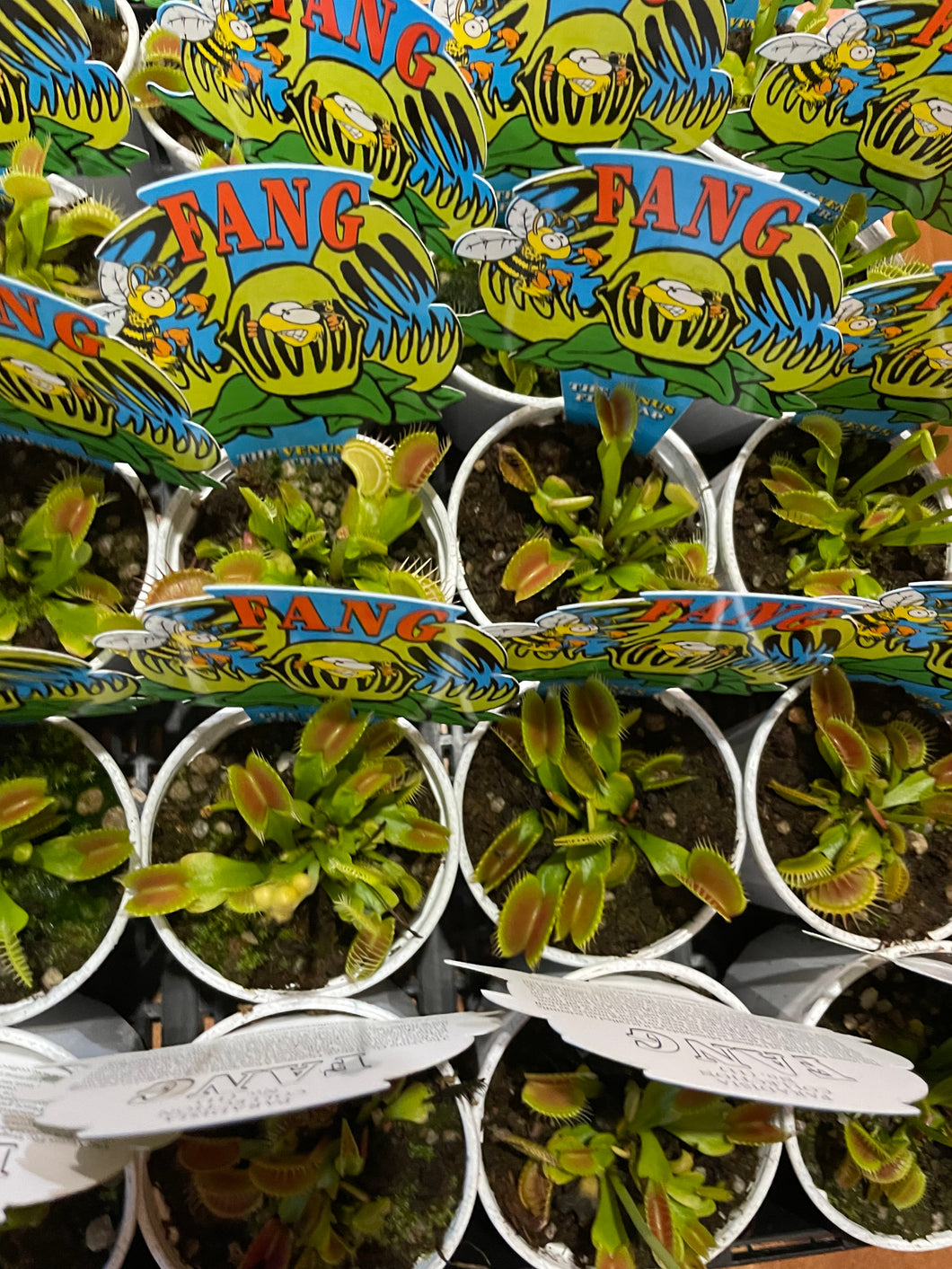 Venus flytrap in 7cm pot
