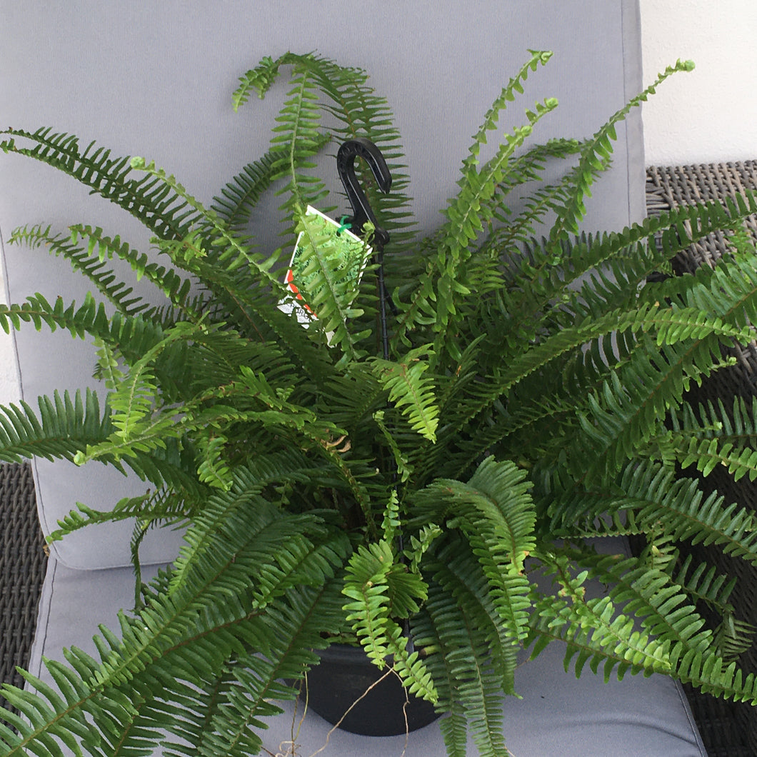 Boston Fern in 20cm pot