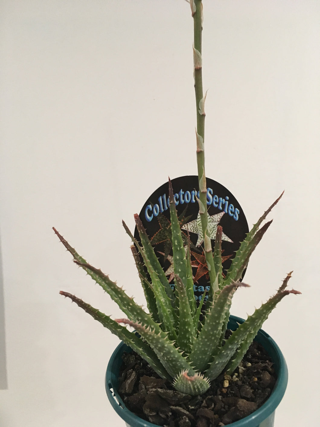 Fantasy Aloe in 13cm pot