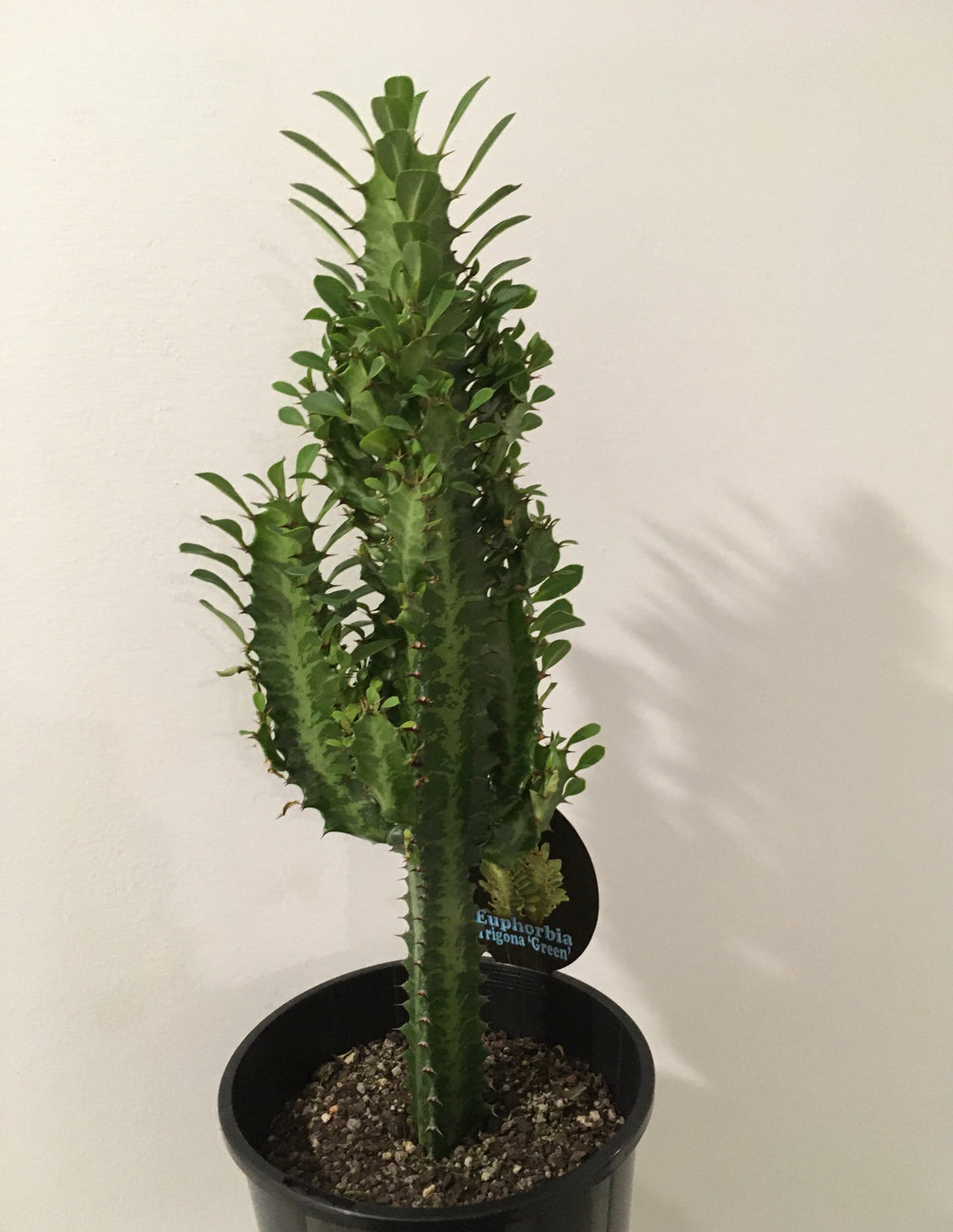 Euphorbia trigona in 15cm pot