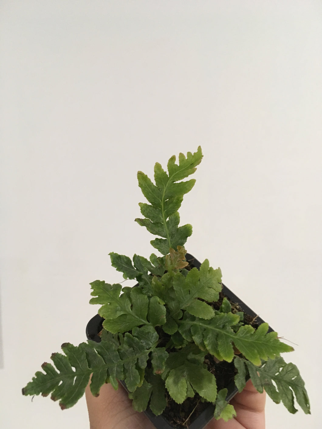 Maidenhair Rough Fern adiantum hispidulum in 7.5cm pot