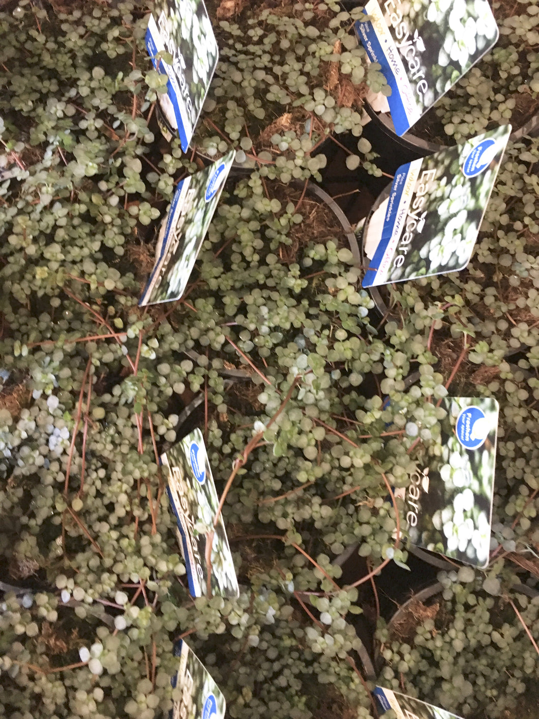 Pilea Libanensis - Silver Sprinkles in 13cm pot
