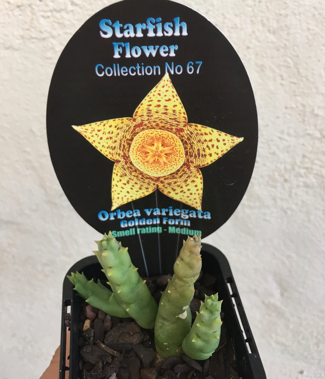 Starfish - Orbea variegata golden form in 7cm pot