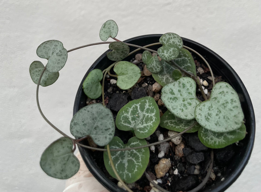 Chain of hearts in 8cm pot