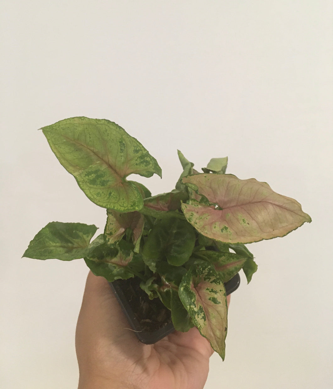 Syngonium dwarf princess in 7.5cm pot