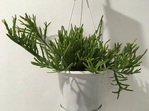 Rhipsalis Sulcata in 13cm pot