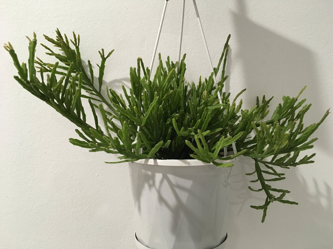 Rhipsalis Sulcata in 13cm pot