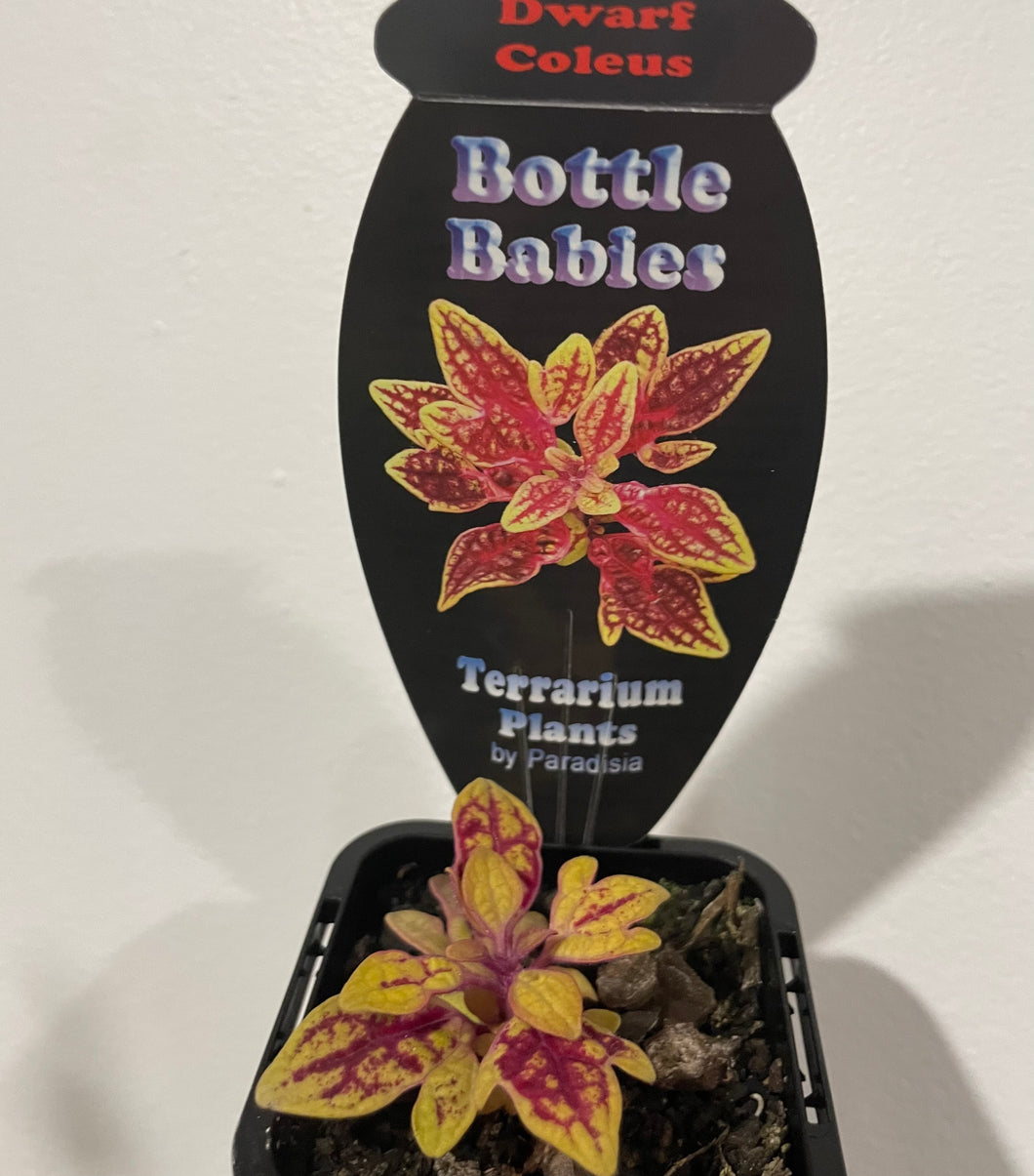 Dwarf coleus in 7cm pot