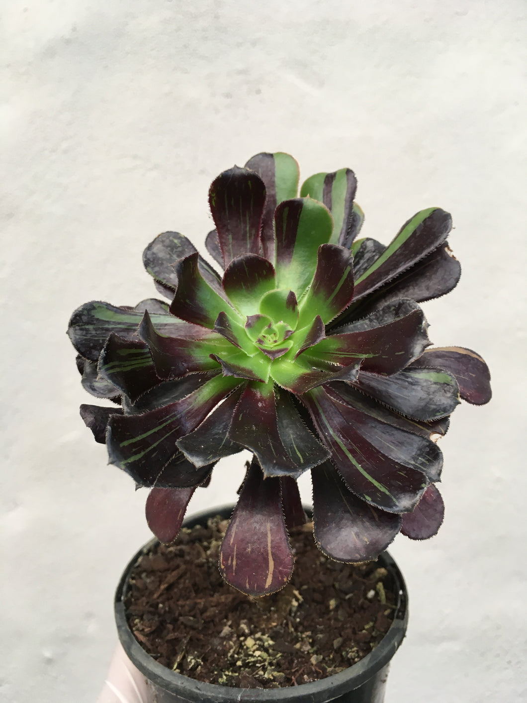 Aeonium Big Bang in 10cm pot
