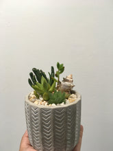Load image into Gallery viewer, Succulent arrangement in decorative 9cm pot
