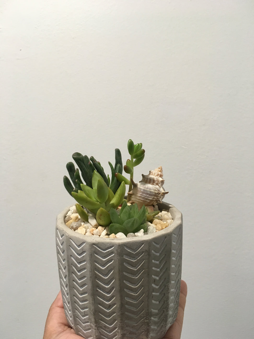 Succulent arrangement in decorative 9cm pot