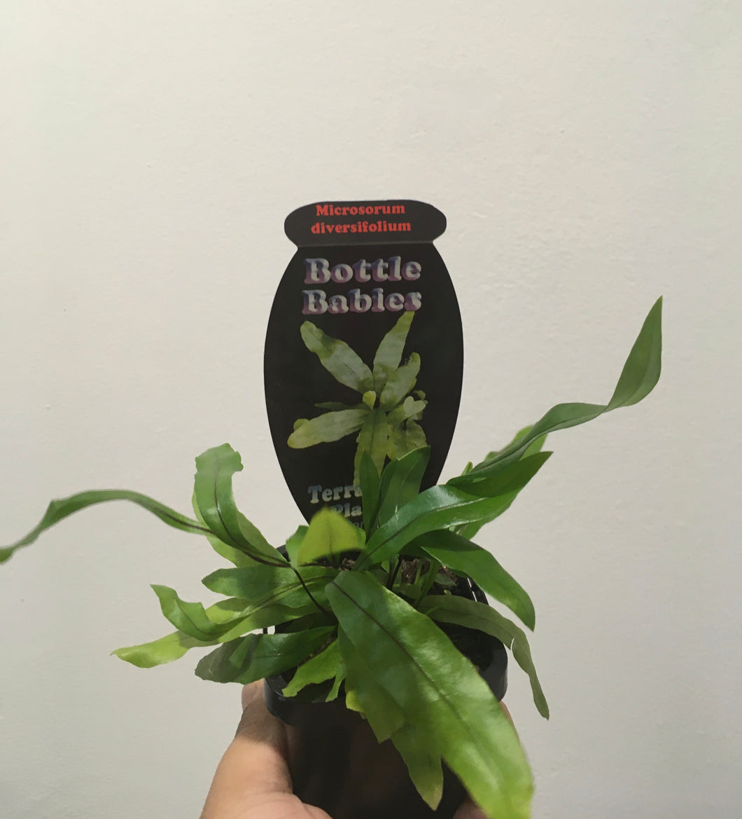 Microsorum diversifollum in 7cm pot