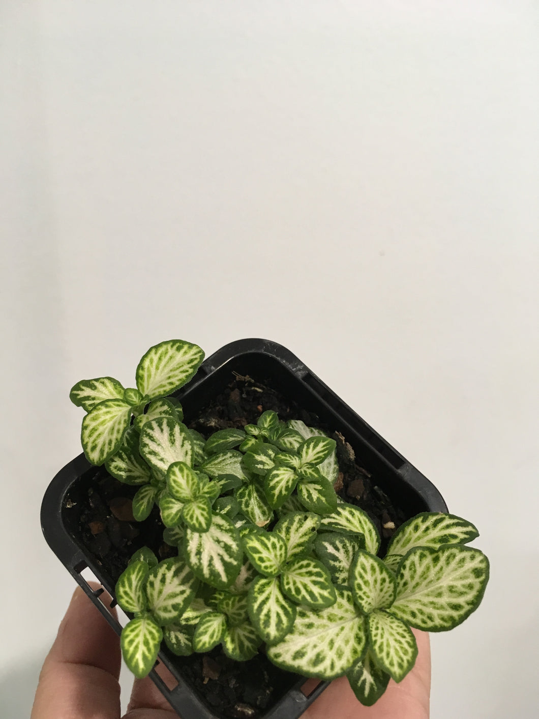 Fittonia White in 7cm pot