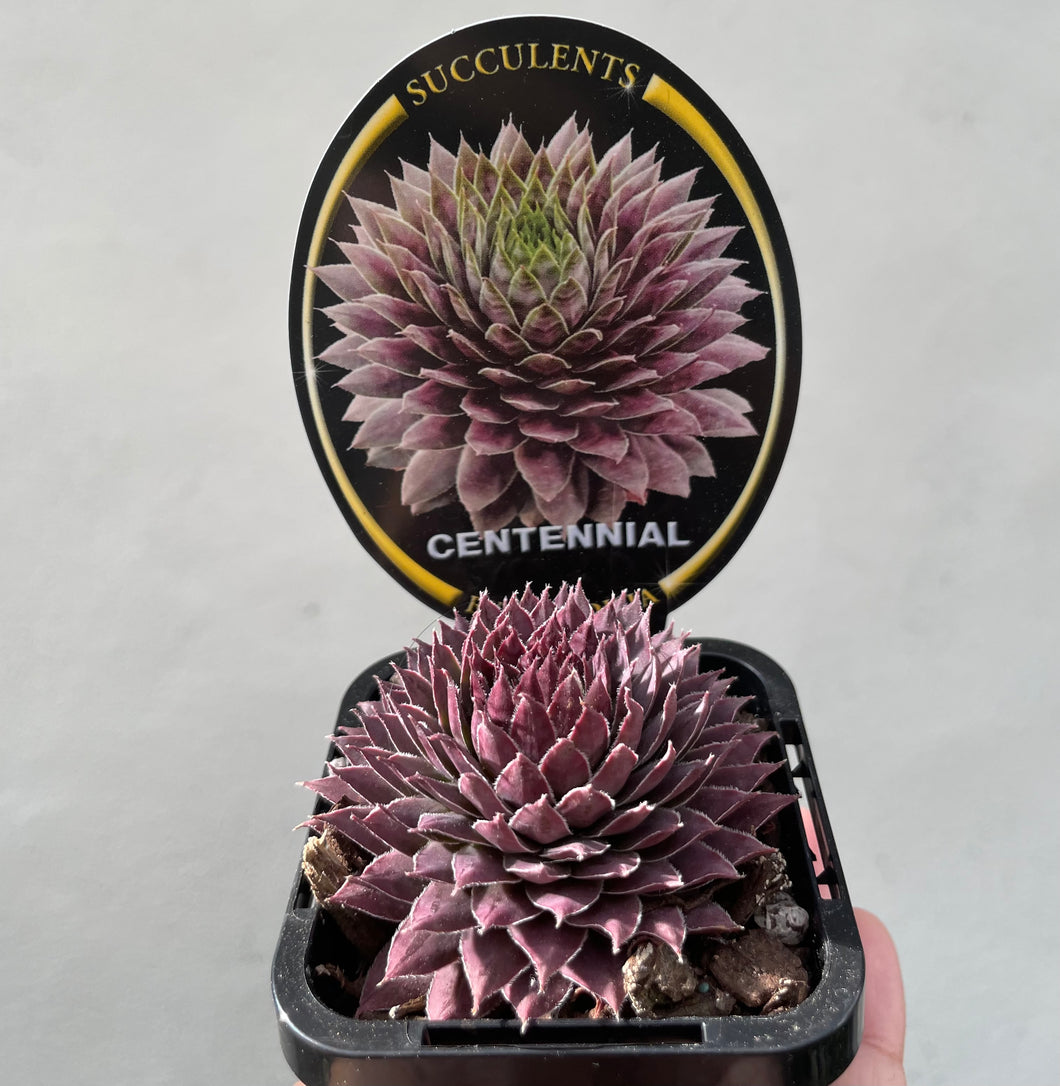 Sempervivum centennial in 7cm pot