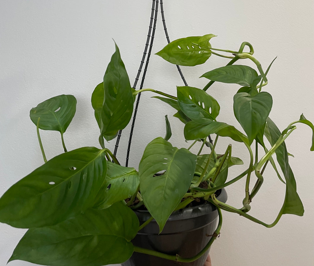 Monstera lechleriana in 20cm basket