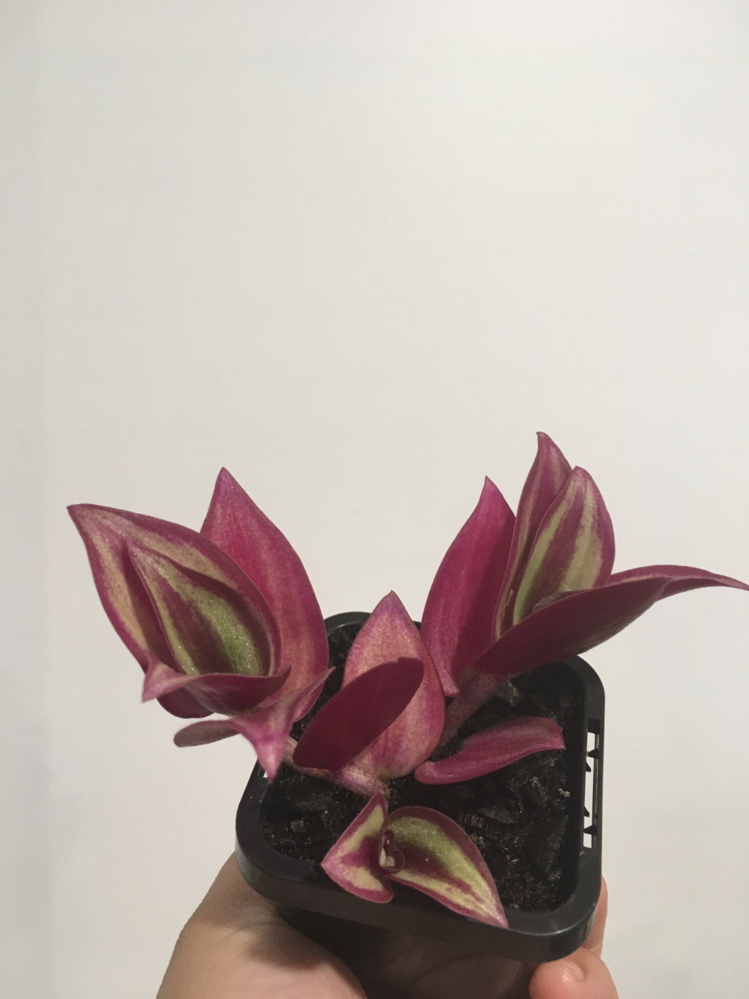 Tradescantia zebrina in 7cm pot