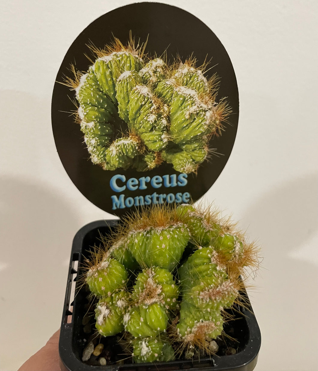 Cereus monstrose in 7cm pot