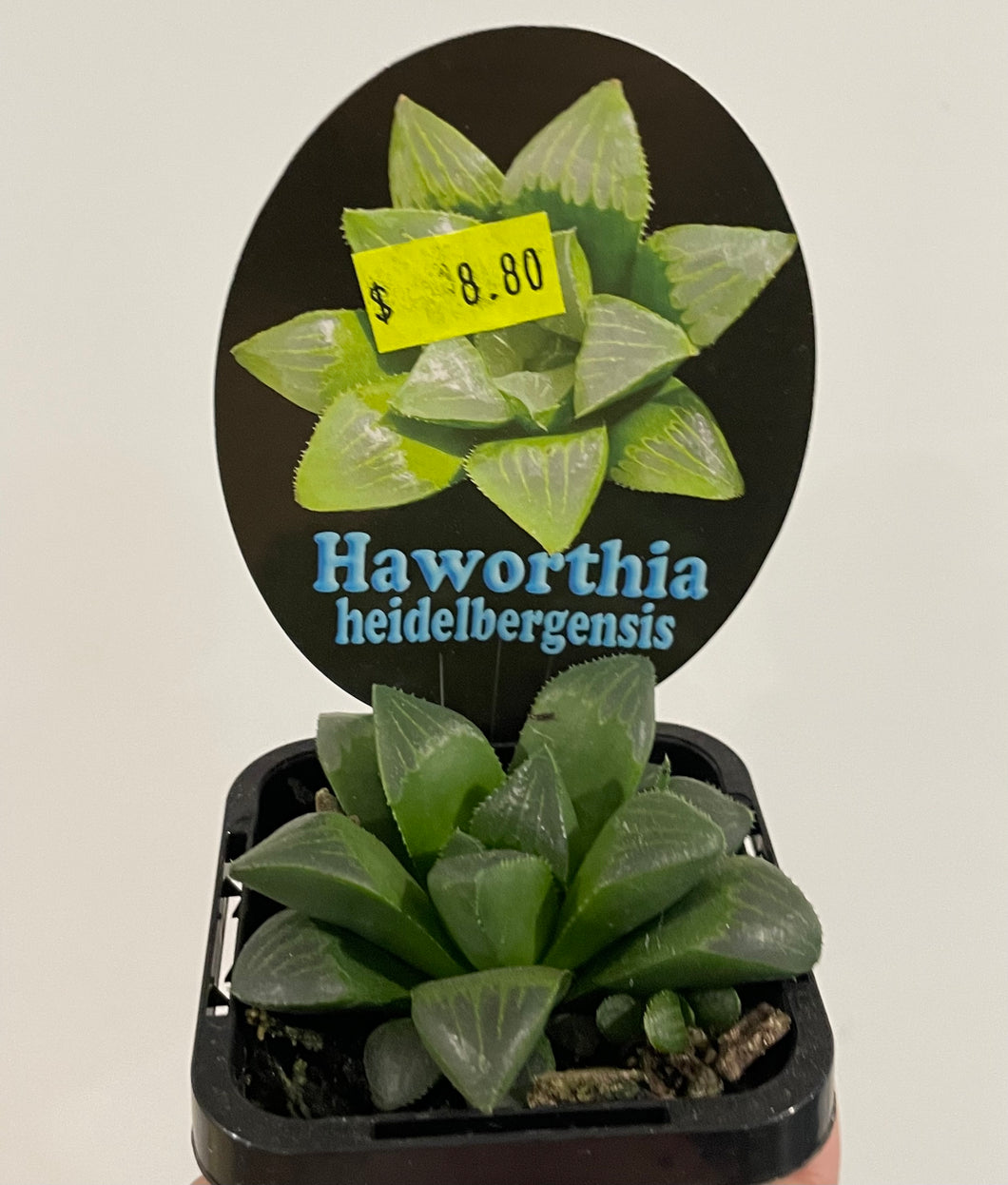 Haworthia heidelbergensis in 7cm pot