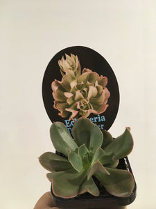 Echeveria Dark Vader in 7cm pot