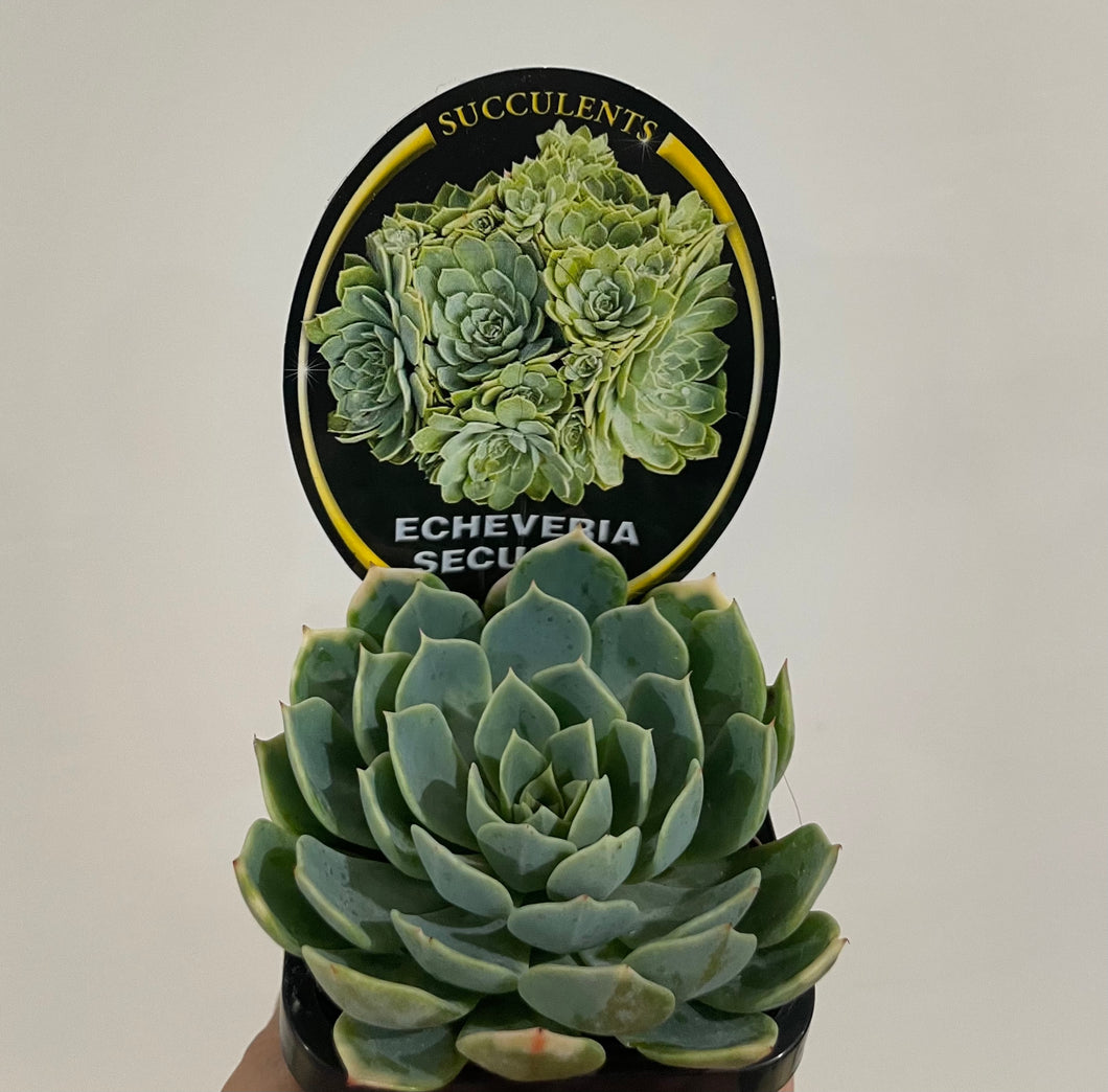 Echeveria secunda in 7cm