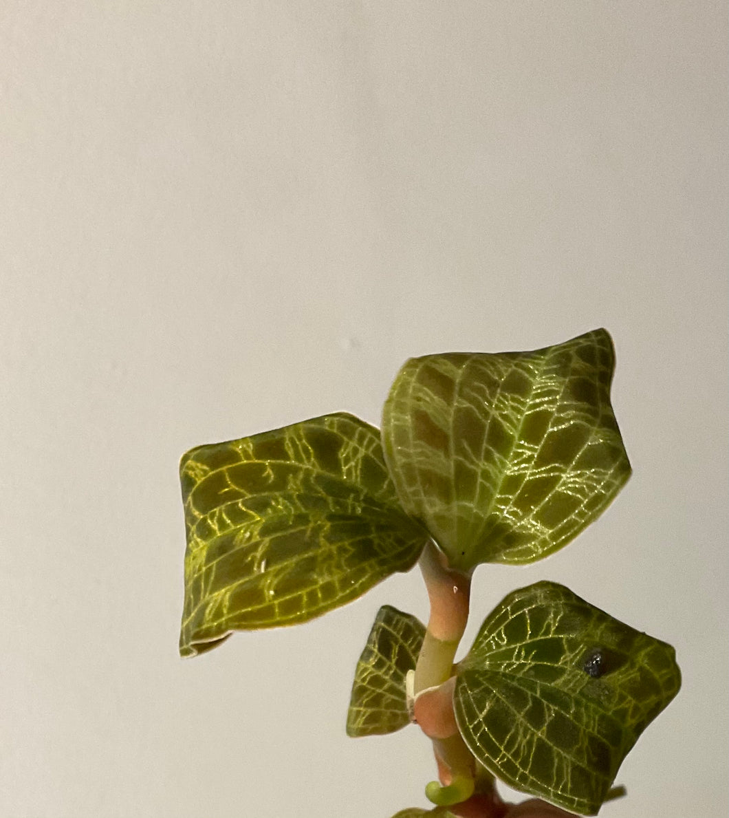 Macodes petola - jewel orchid