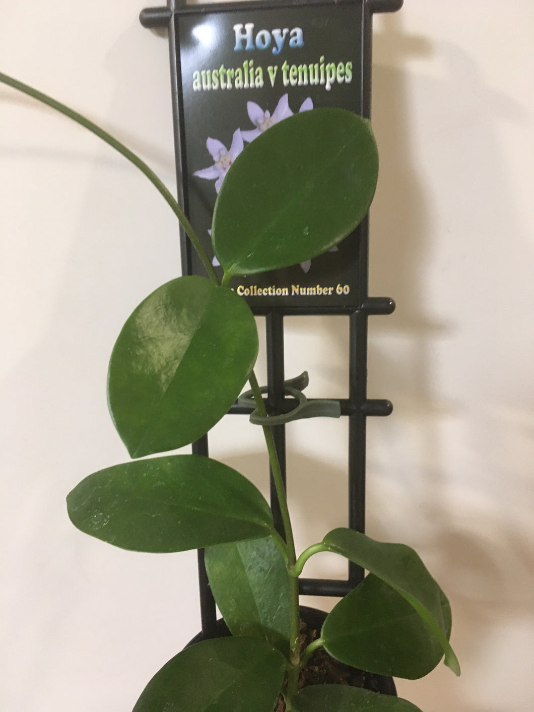 Hoya australia v tenuipes in 8cm pot