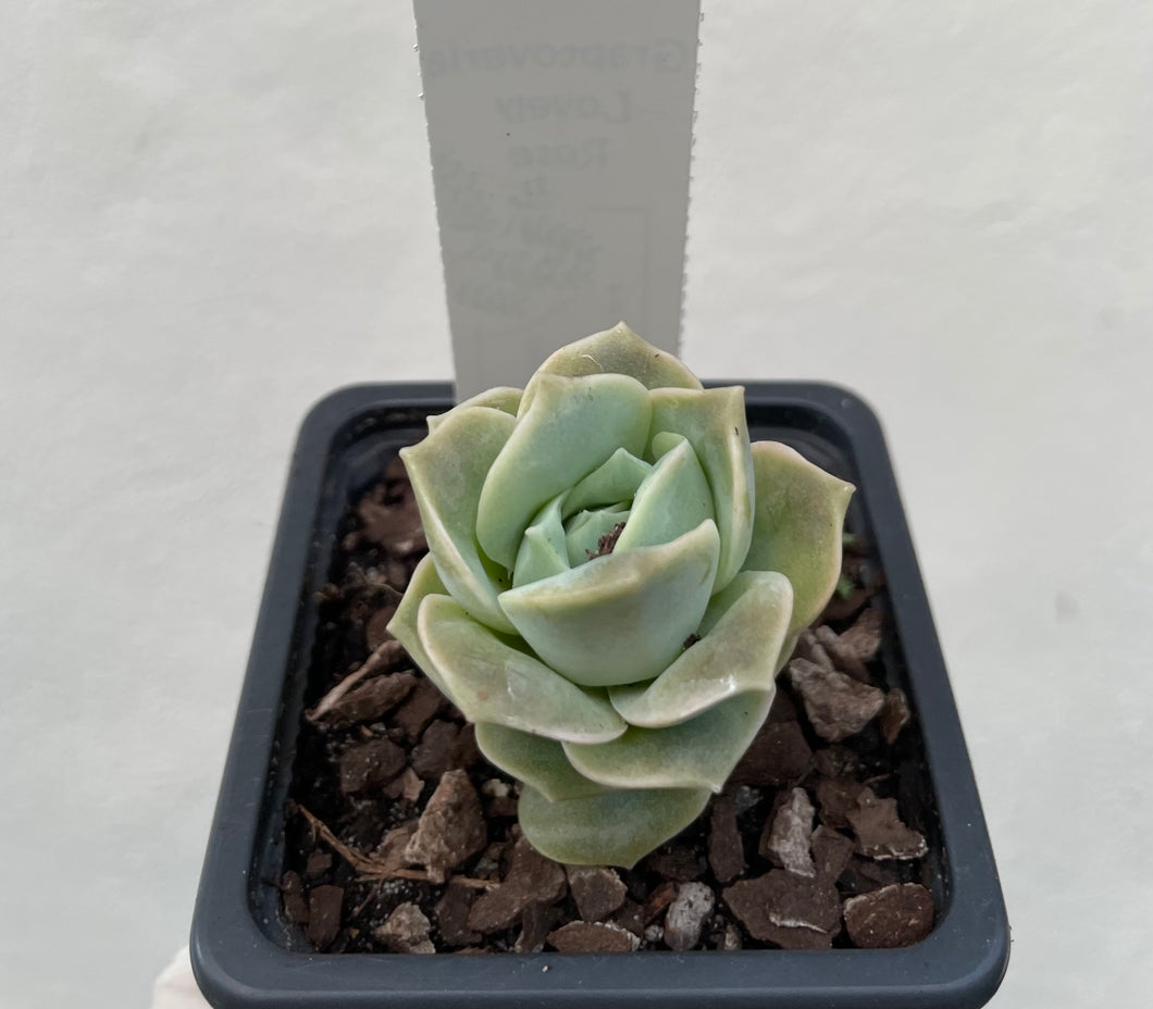 Graptoveria lovely rose in 7.5cm pot