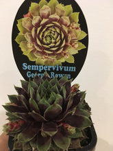 Load image into Gallery viewer, Sempervivum Georgia Rowan in 7cm pot
