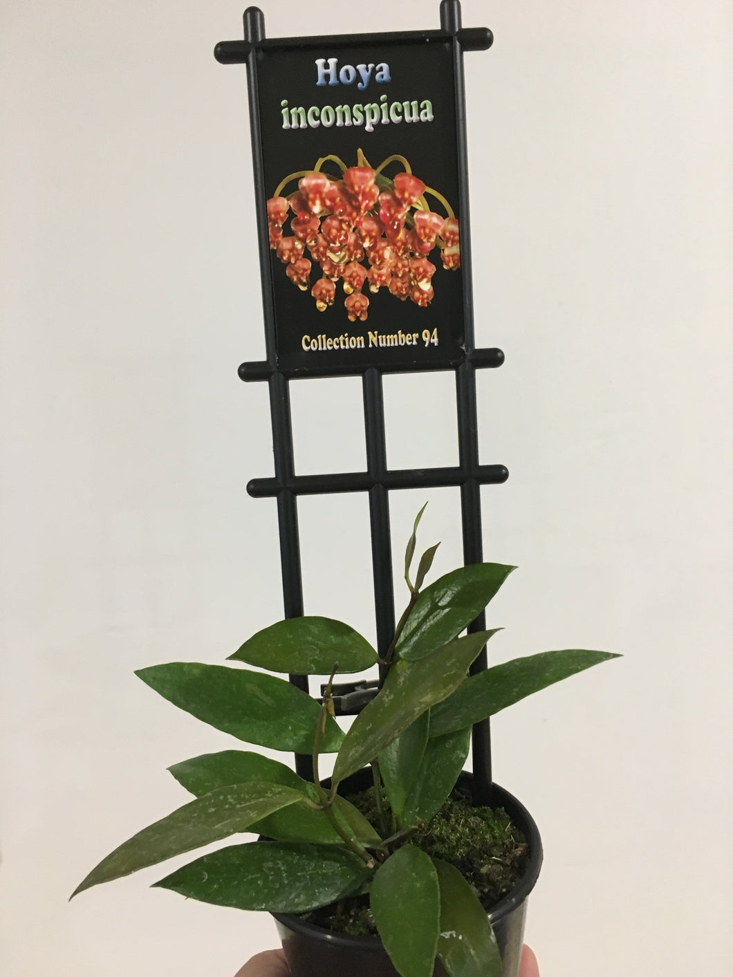 Hoya insconspicua in 8cm pot