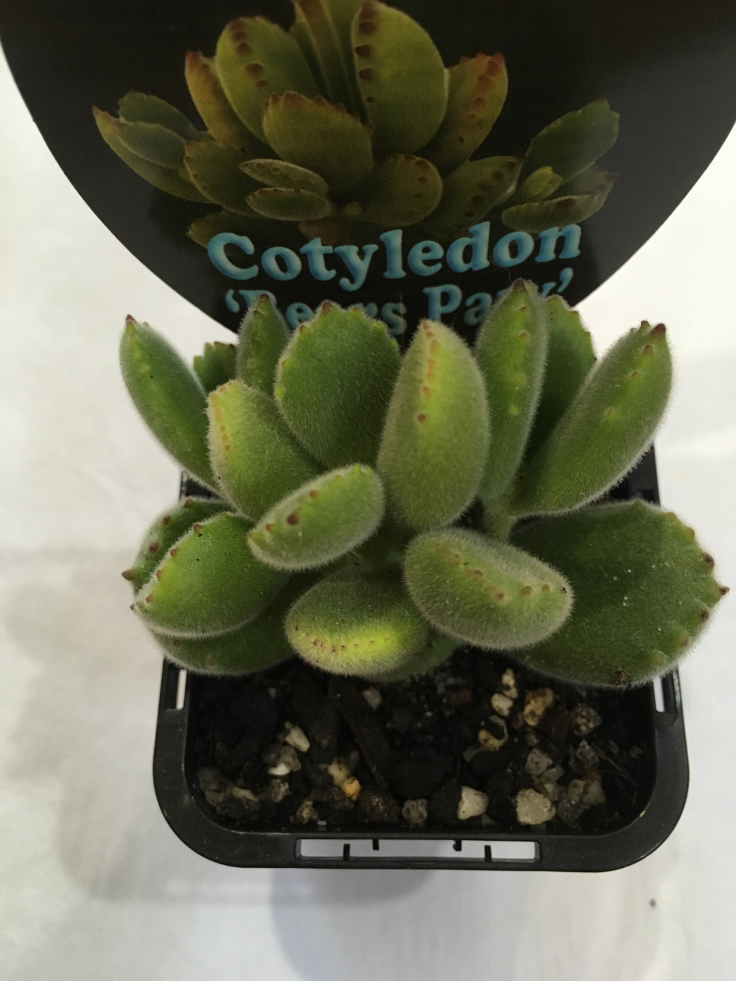 Cotyledon bear’s paw in 7cm pot