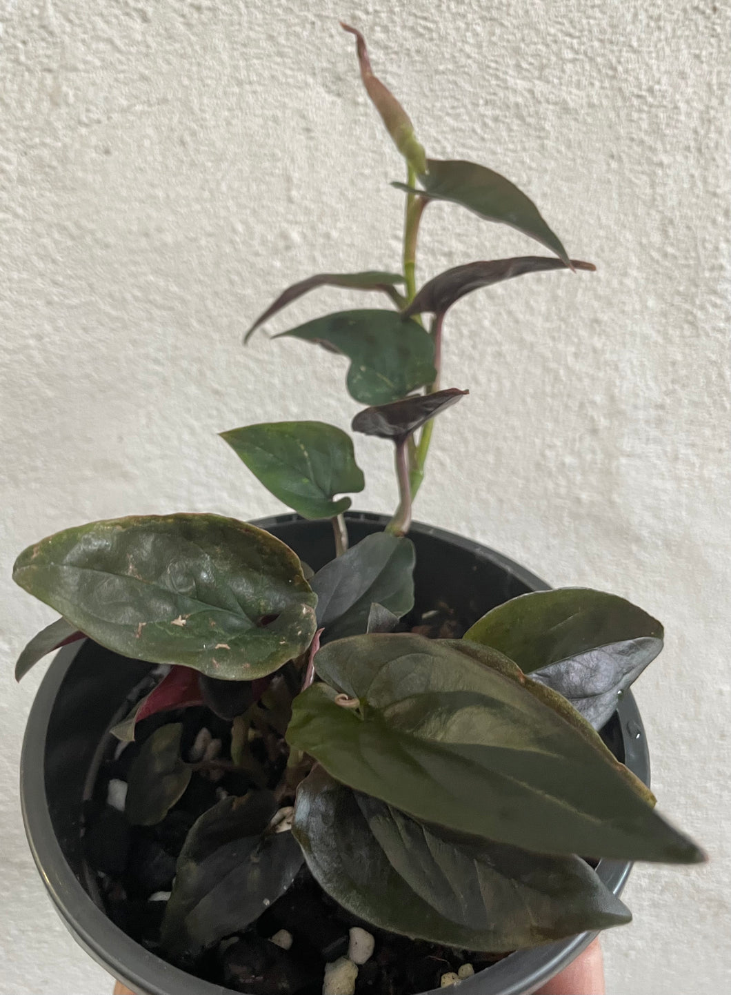 Syngonium red arrow in 13cm pot